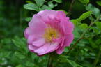 Alfred 93 rose photo