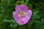 Alfred 93 rose photo