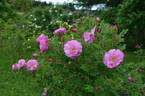 Alfred 93 rose photo
