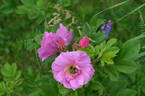 Alfred 93 rose photo