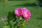 Alfred 93 rose photo