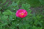 Alfred 93 rose photo