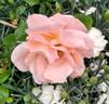 Coraline ® rose photo