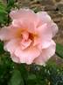 Coraline ® rose photo