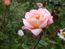 La Gascogne rose photo