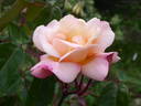 La Gascogne rose photo