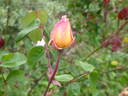 La Gascogne rose photo