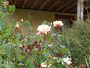 La Gascogne rose photo