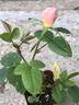 ATRMM3 rose photo
