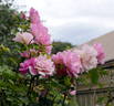 Poulsen's Pink rose photo