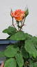 Vivienne Westwood rose photo