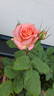 Vivienne Westwood rose photo
