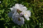 Alfred 93 x King J #2 rose photo