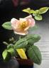 ATRMM3 rose photo