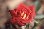 Poker Chip rose photo