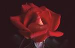 Poker Chip rose photo