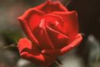 Pucker Up rose photo