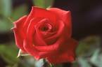 Pucker Up rose photo