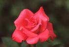 Cheer Up rose photo