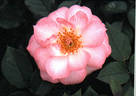Cream Puff rose photo