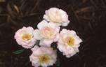 Cream Puff rose photo