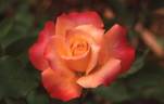 Gail rose photo