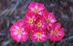 Make Believe ™ rose photo