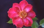 Make Believe ™ rose photo
