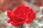 Red Beauty rose photo