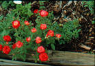 Sweet Allison rose photo