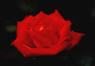 Sweet Allison rose photo