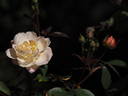 Apricot Bells rose photo