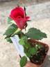 REMOTH6ext rose photo