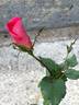REMOTH6ext rose photo