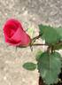 REMOTH6ext rose photo