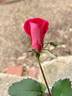 REMOTH6ext rose photo