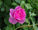 Portmeirion rose photo