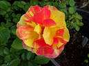 Rose des Cisterciens rose photo