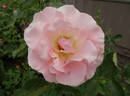 Sherlock Holmes rose photo