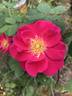 Lynnie rose photo