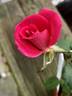 REMOTH6ext rose photo