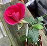 REMOTH6ext rose photo