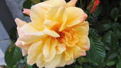 Postillion ® rose photo