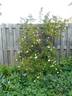 Helvi rose photo