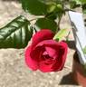 GHCS1 rose photo