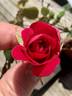 GHCS1 rose photo