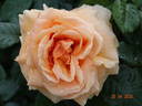 Indian Summer rose photo