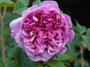Sister Elizabeth rose photo