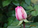 Wimi rose photo