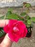GHCS1 rose photo